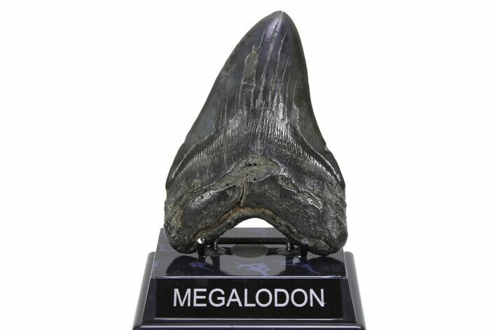 Fossil Megalodon Tooth - South Carolina #299728